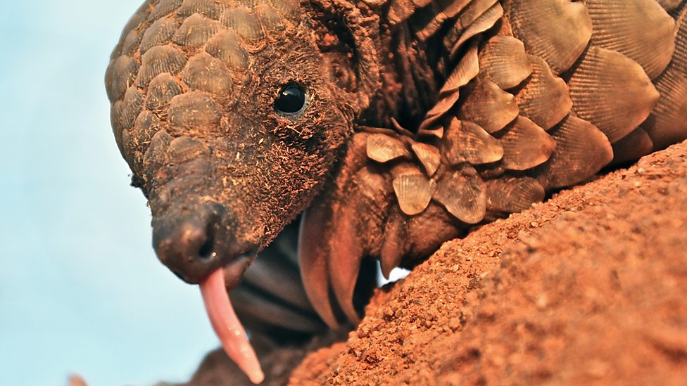 穿山甲：被捕杀最多的动物剧照的剧照