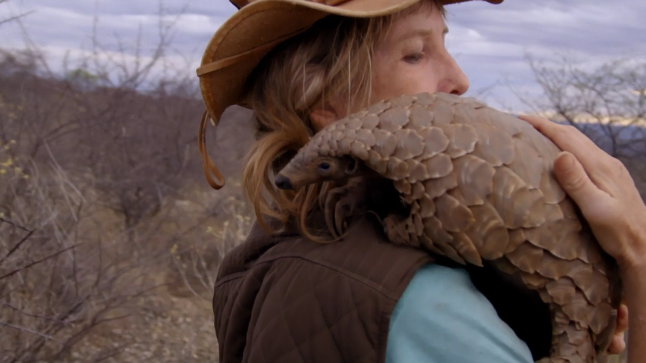 穿山甲：被捕杀最多的动物剧照的剧照
