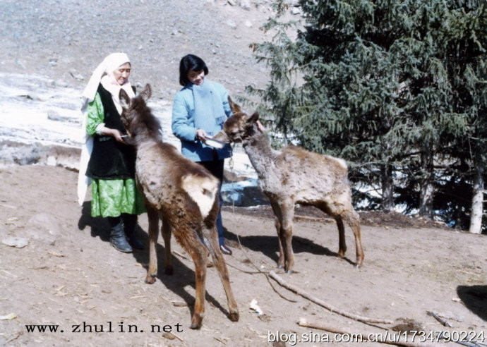 肖尔布拉克剧照的剧照