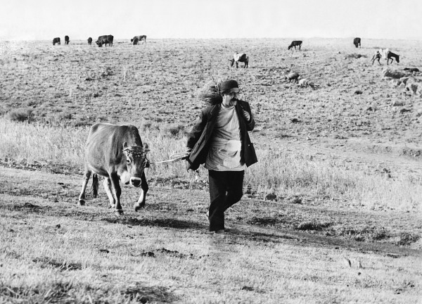 奶牛剧照的剧照