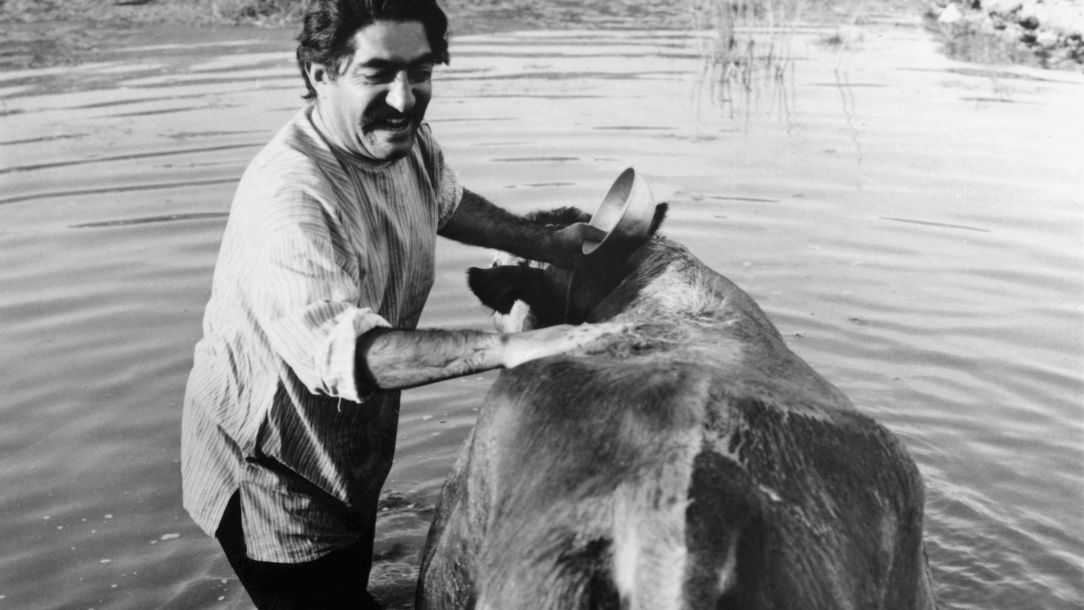 奶牛剧照的剧照