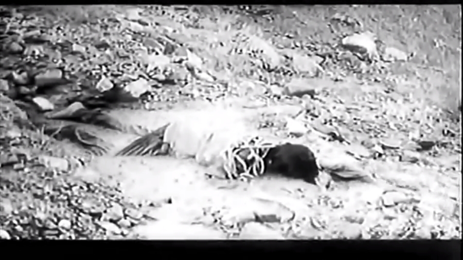 奶牛剧照的剧照