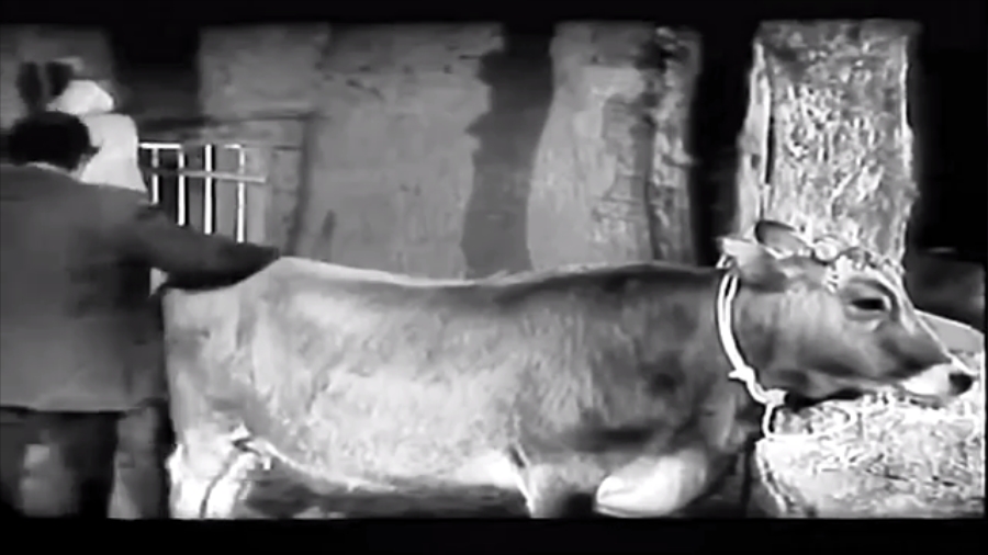 奶牛剧照的剧照