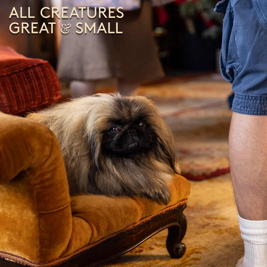 万物生灵：2022圣诞特别集剧照的剧照