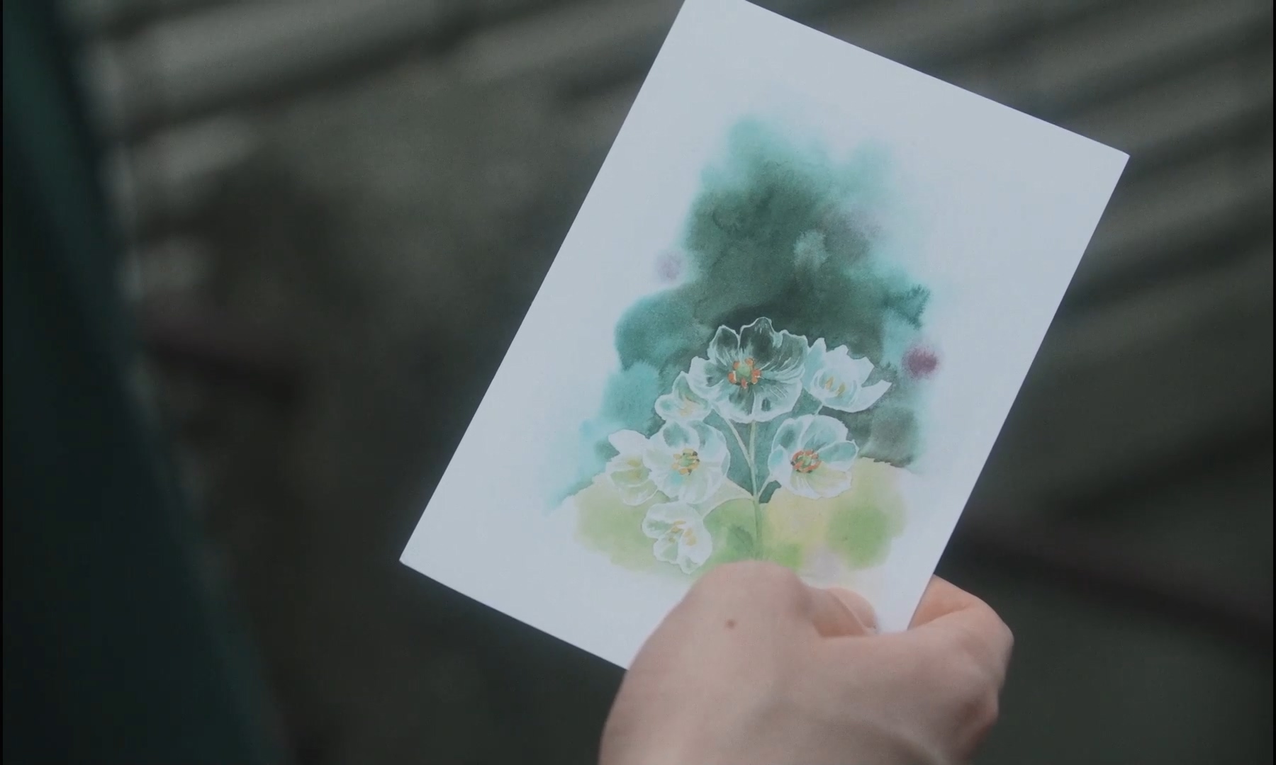 朦胧的山荷叶剧照的剧照