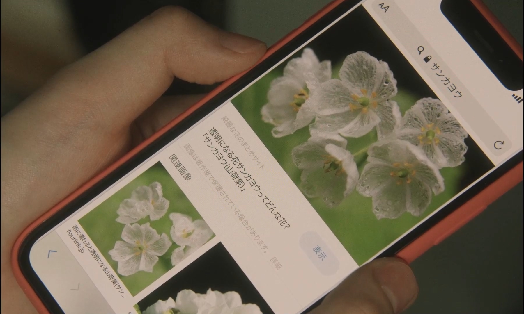 朦胧的山荷叶剧照的剧照