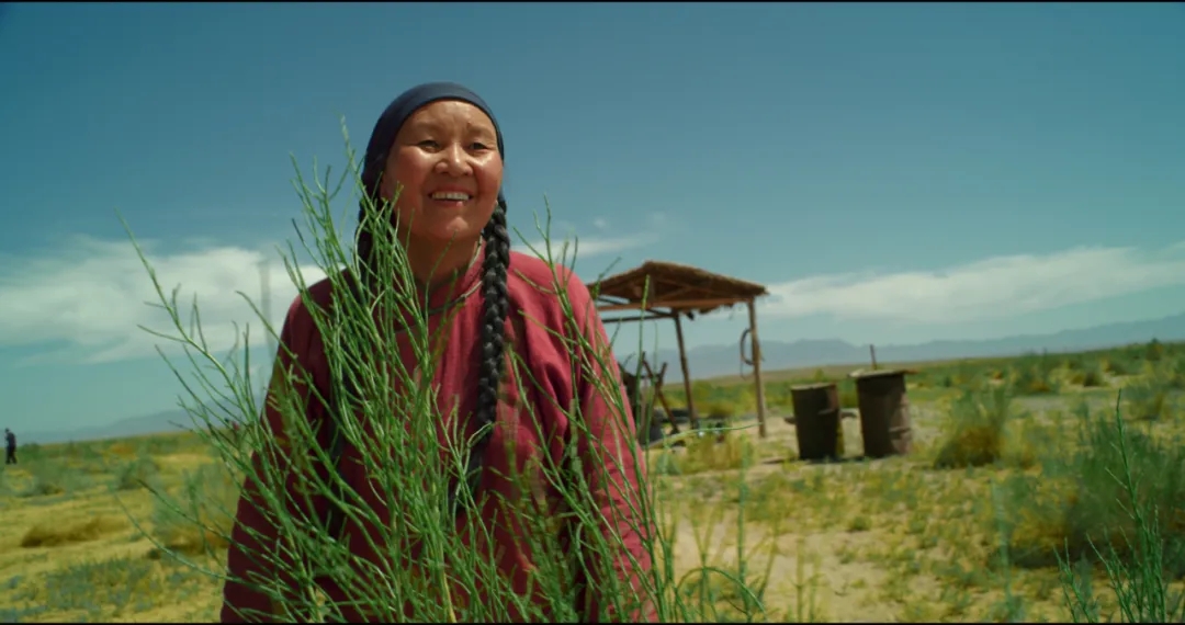 梭梭草剧照的剧照