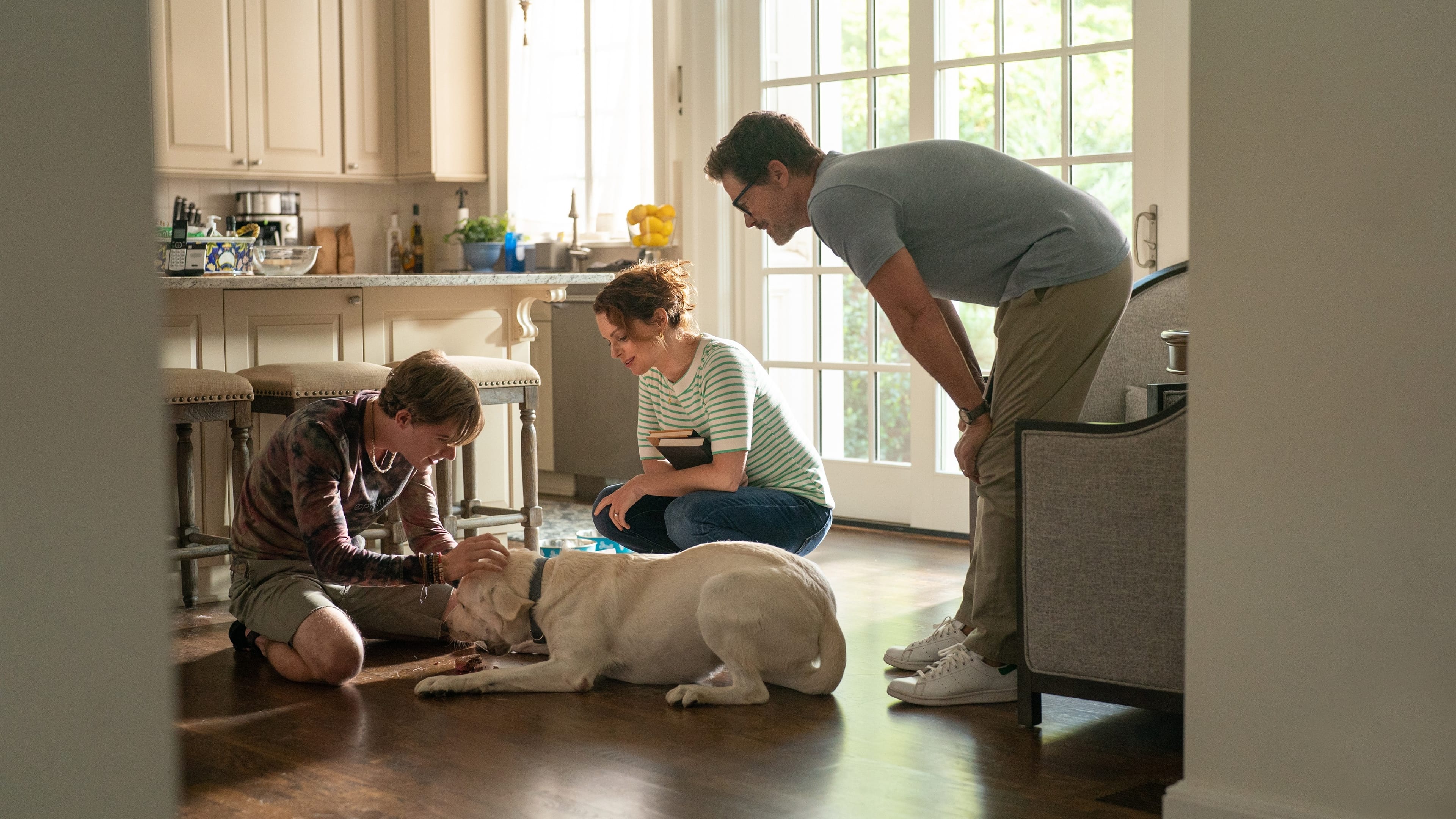 迷途之犬剧照的剧照