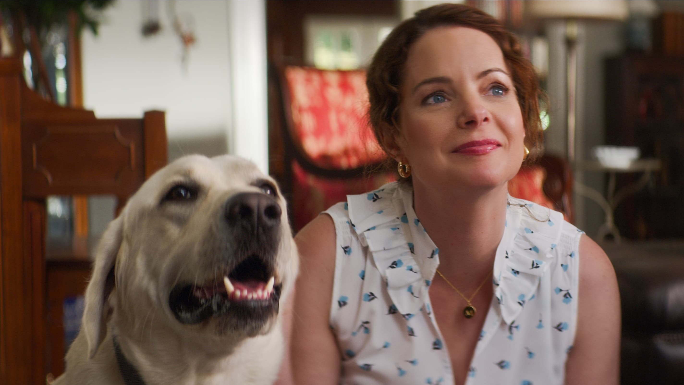 迷途之犬剧照的剧照