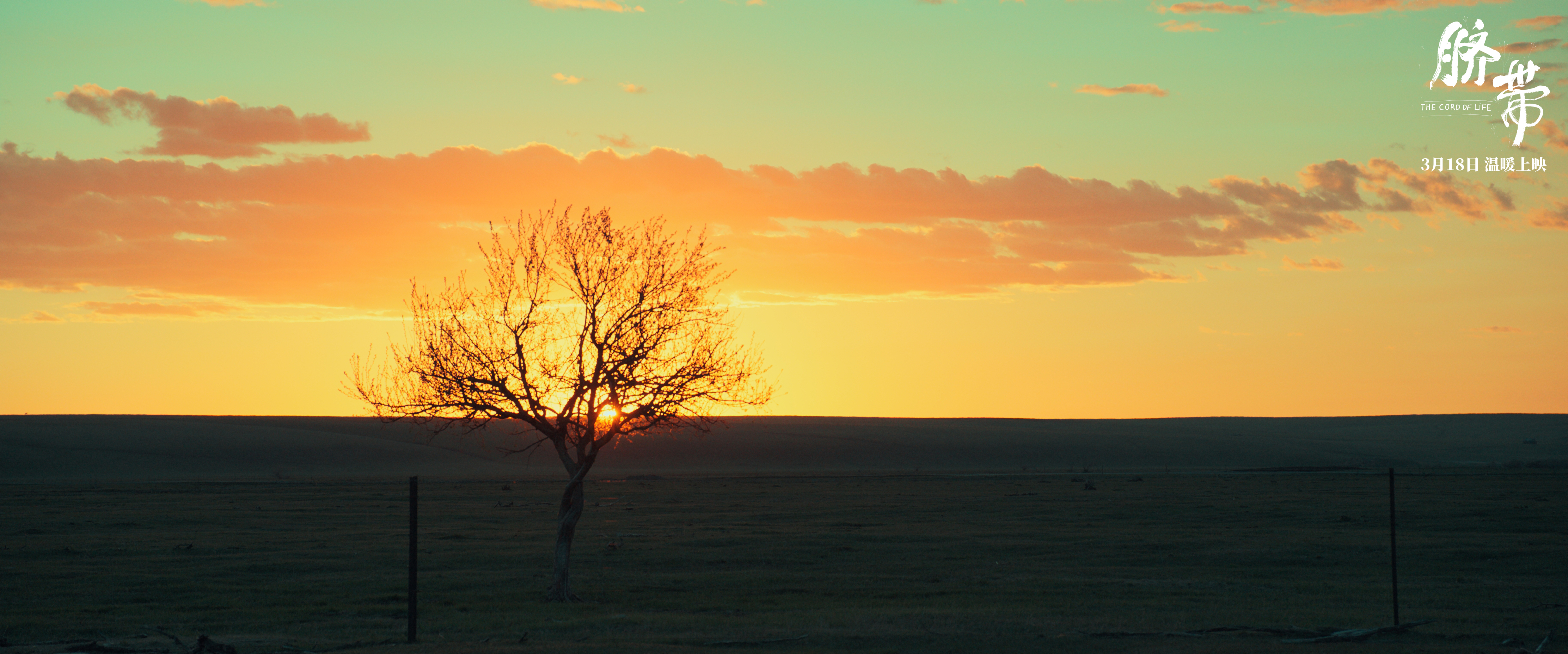 脐带剧照的剧照