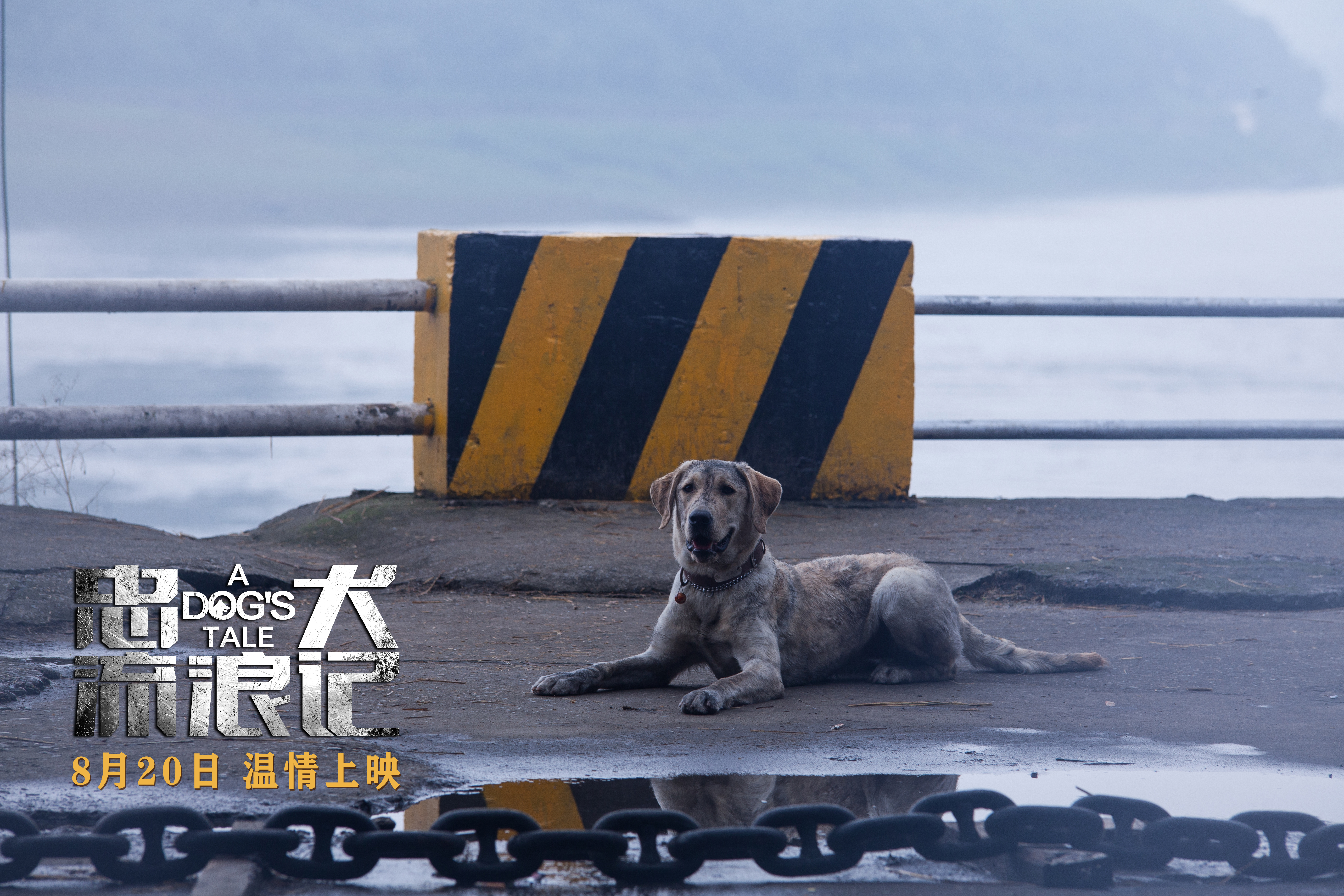 忠犬流浪记剧照的剧照