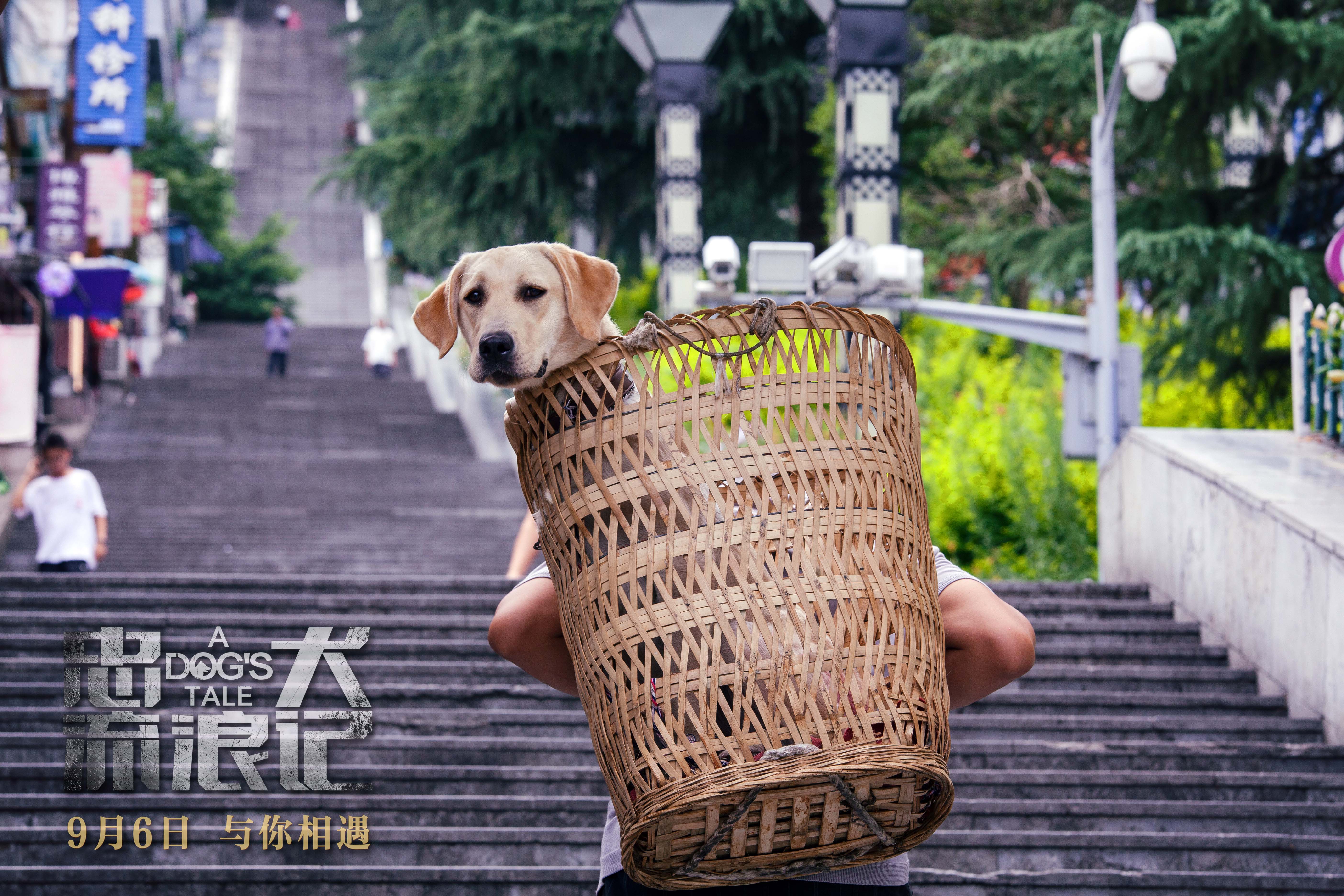 忠犬流浪记剧照的剧照