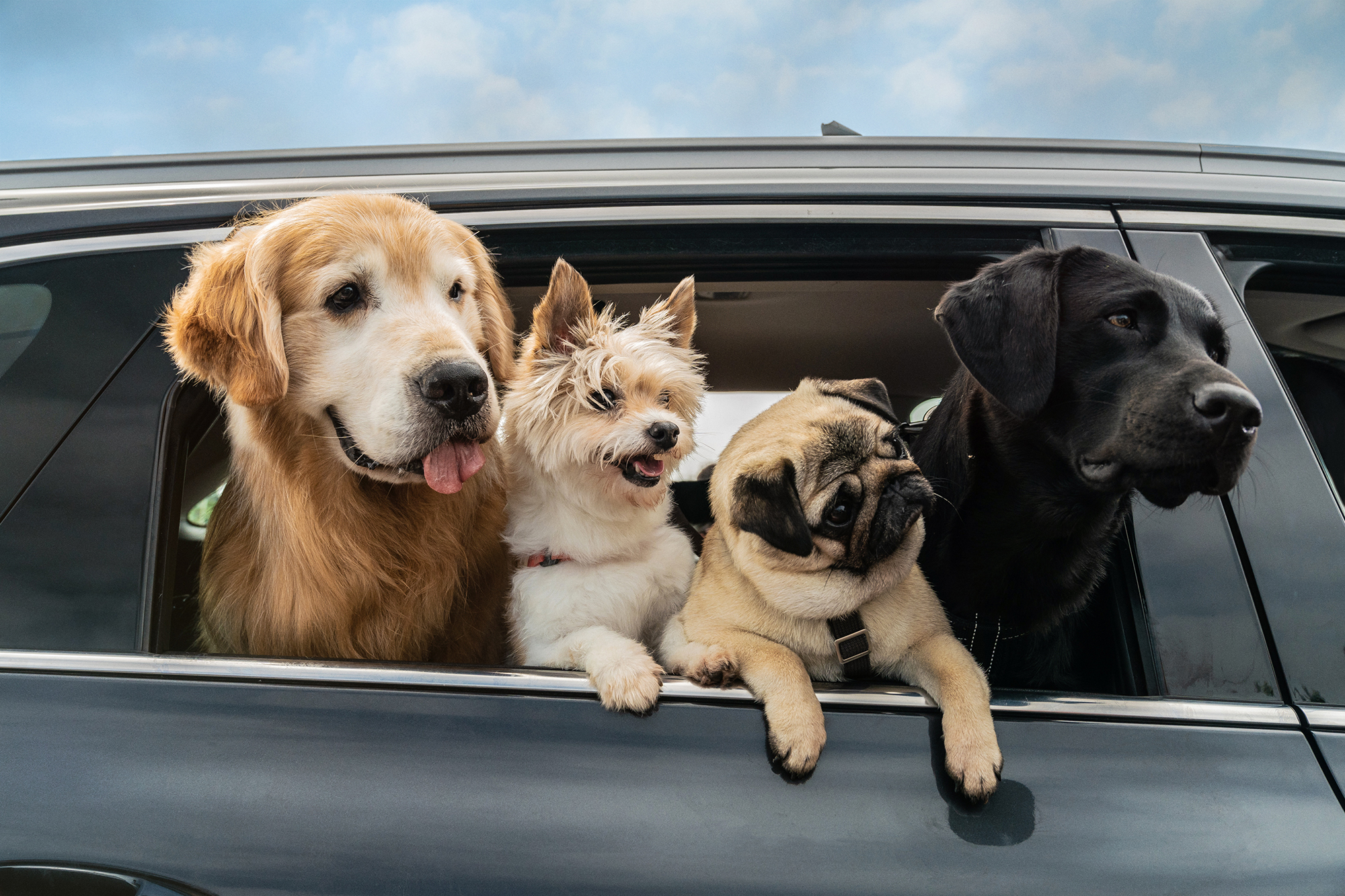 小奶狗剧照的剧照