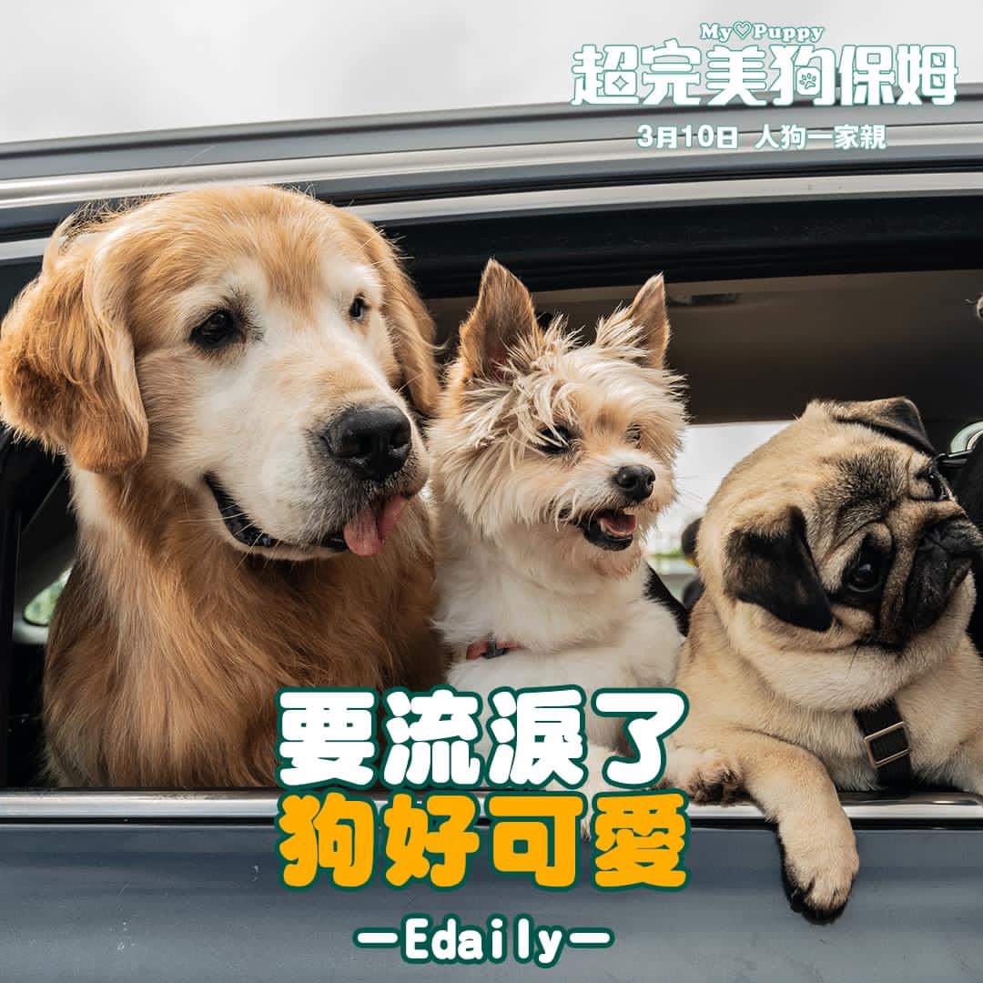 小奶狗剧照的剧照