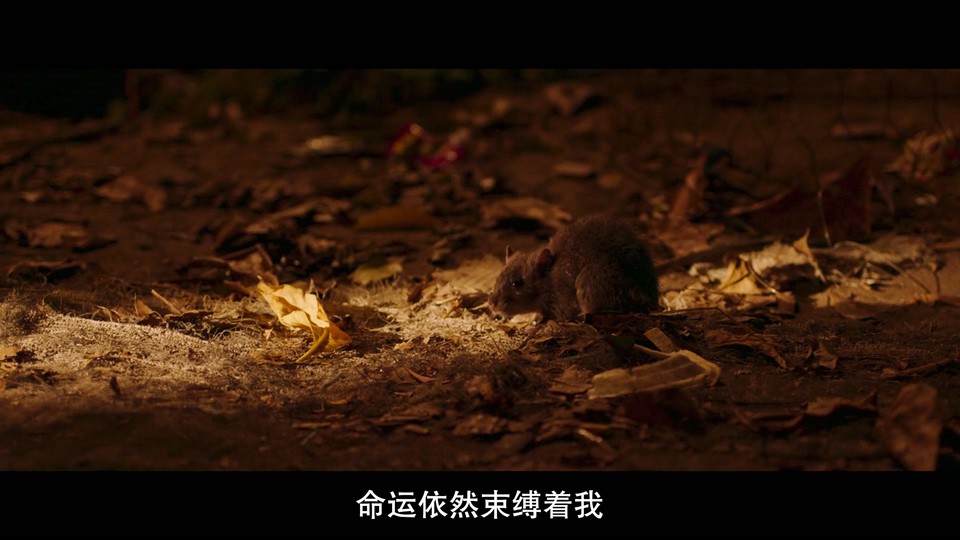 怒斩狂飙剧照的剧照