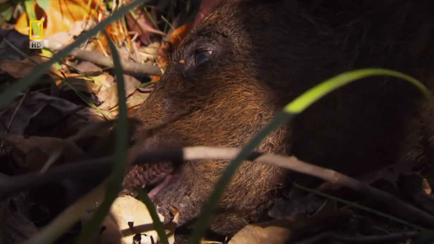 国家地理.动物零距离.野猪入侵剧照的剧照