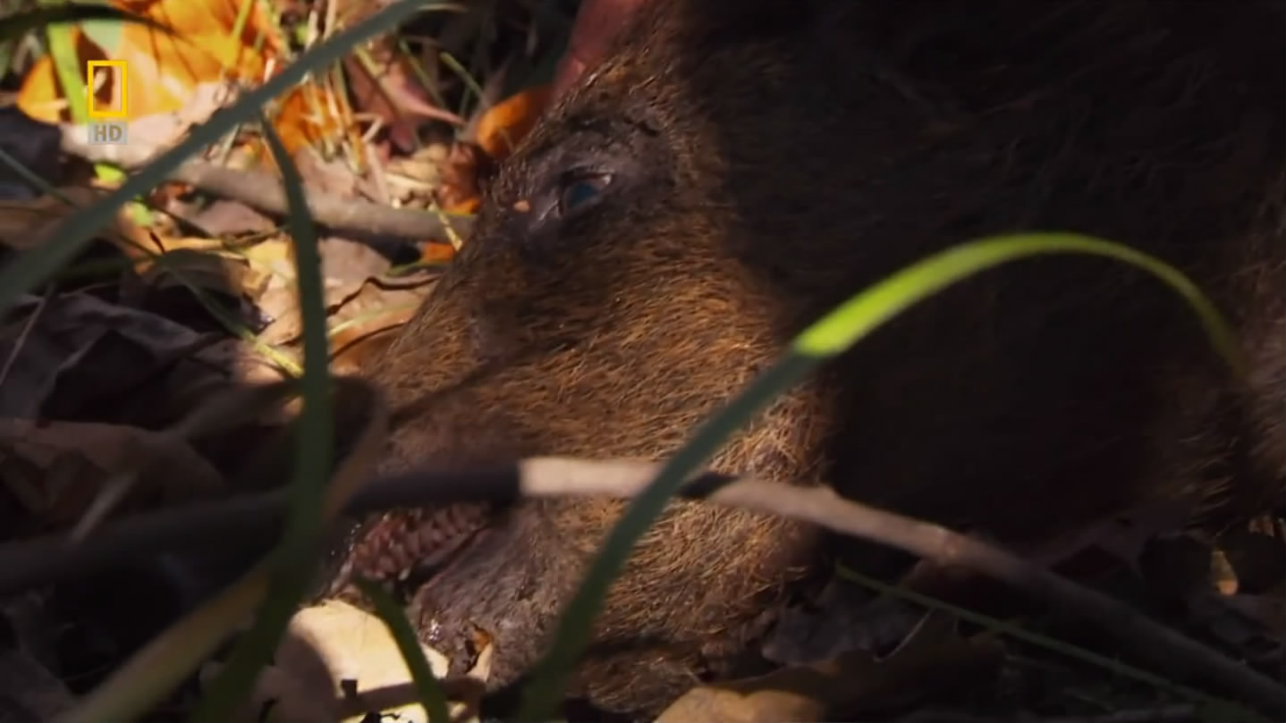 国家地理.动物零距离.野猪入侵剧照的剧照