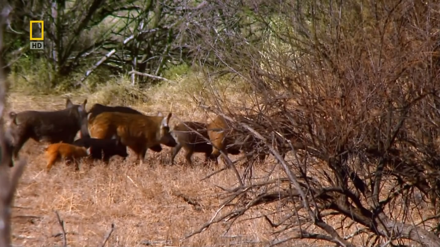国家地理.动物零距离.野猪入侵剧照的剧照