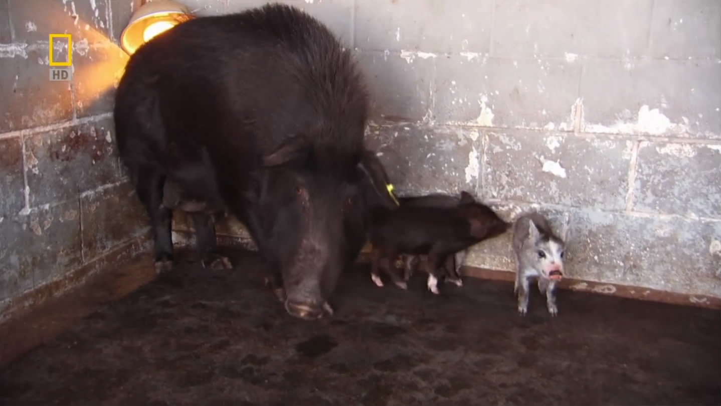 国家地理.动物零距离.野猪入侵剧照的剧照