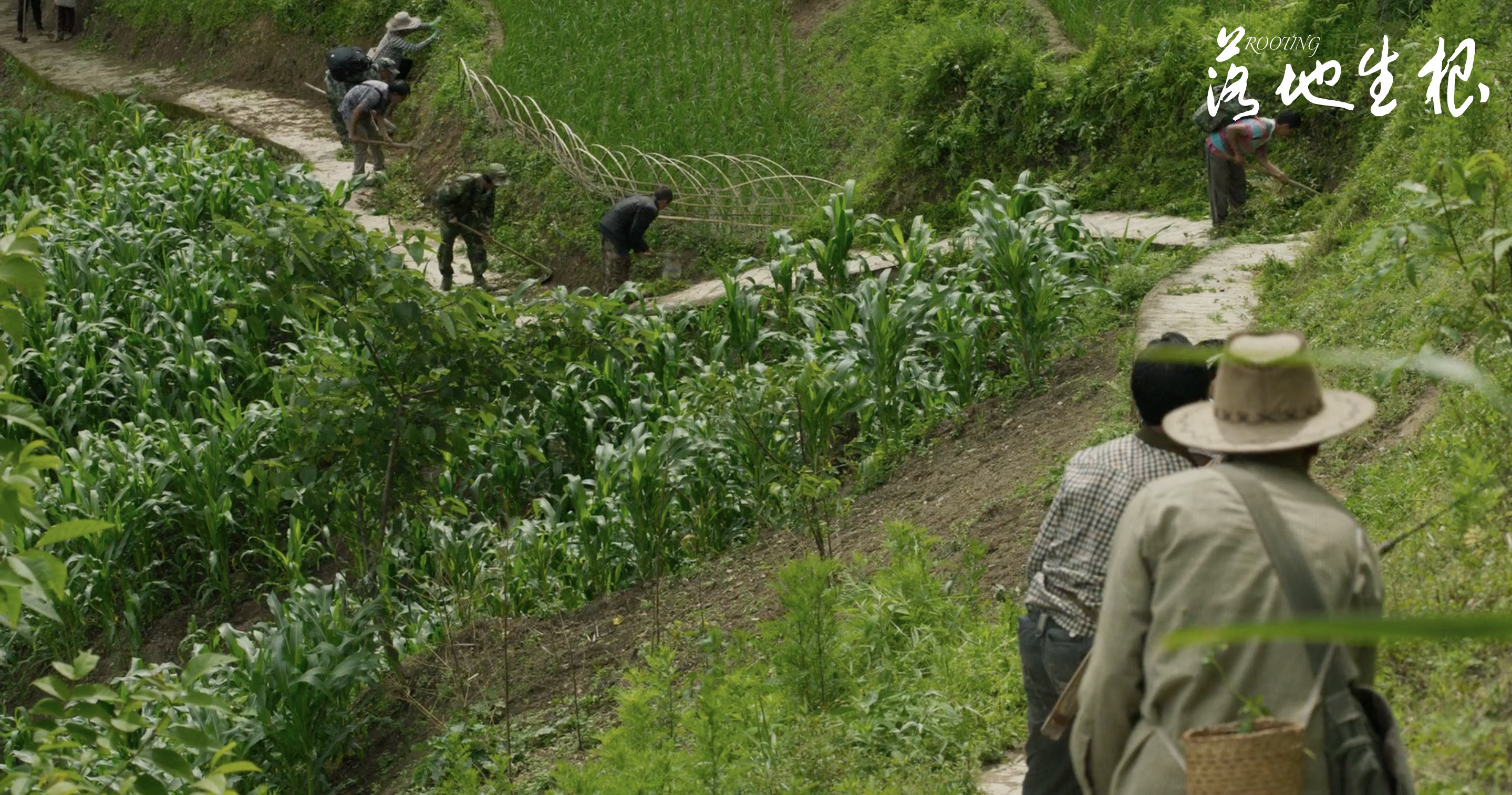 落地生根剧照的剧照