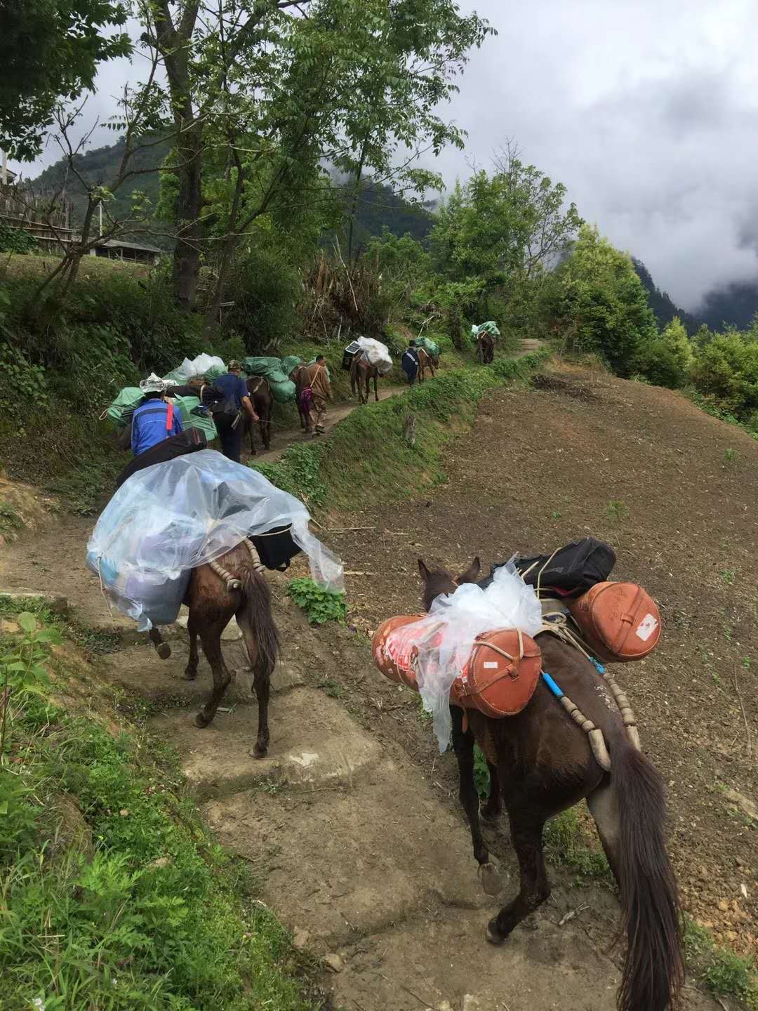 落地生根剧照的剧照