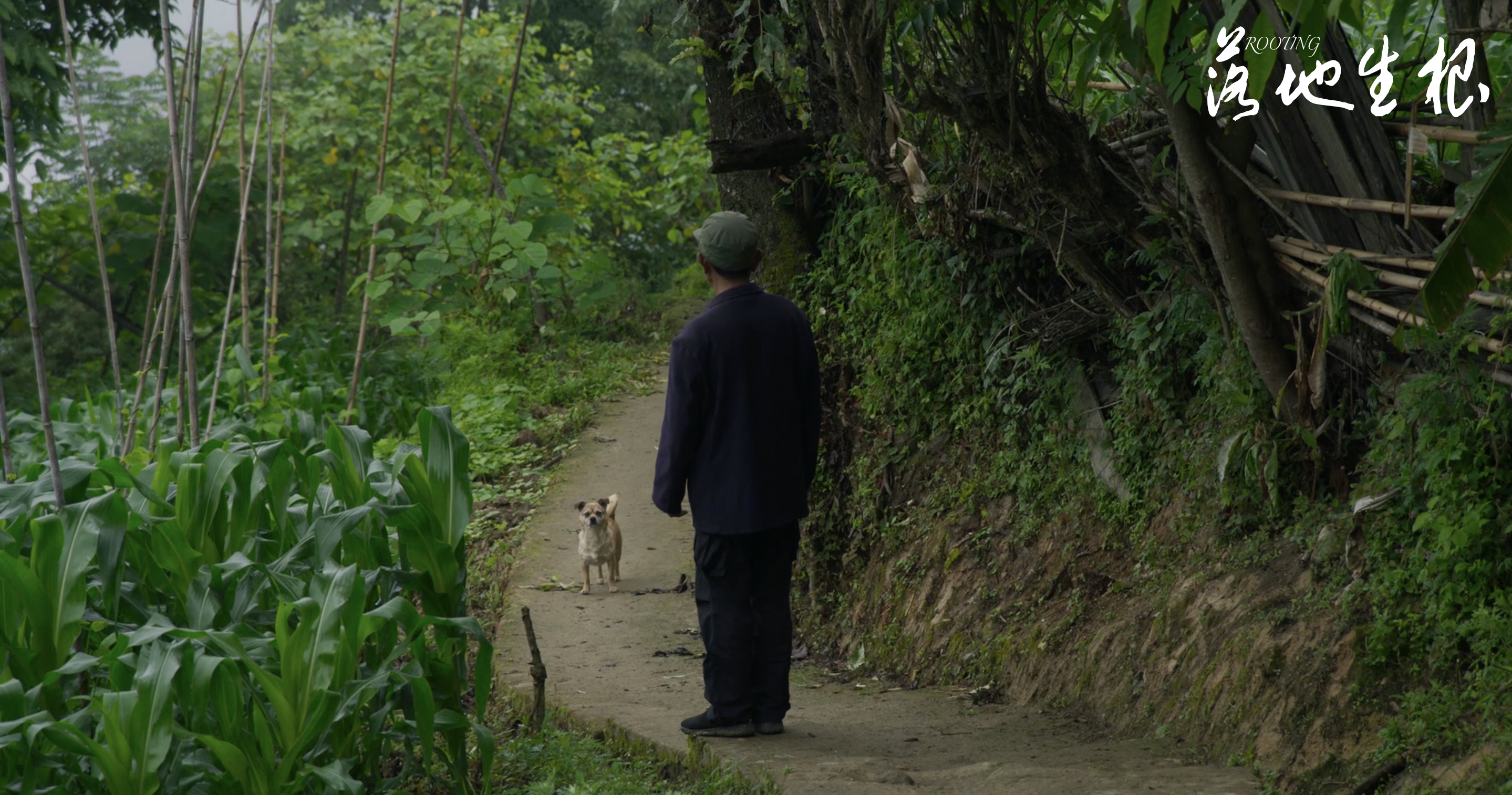 落地生根剧照的剧照