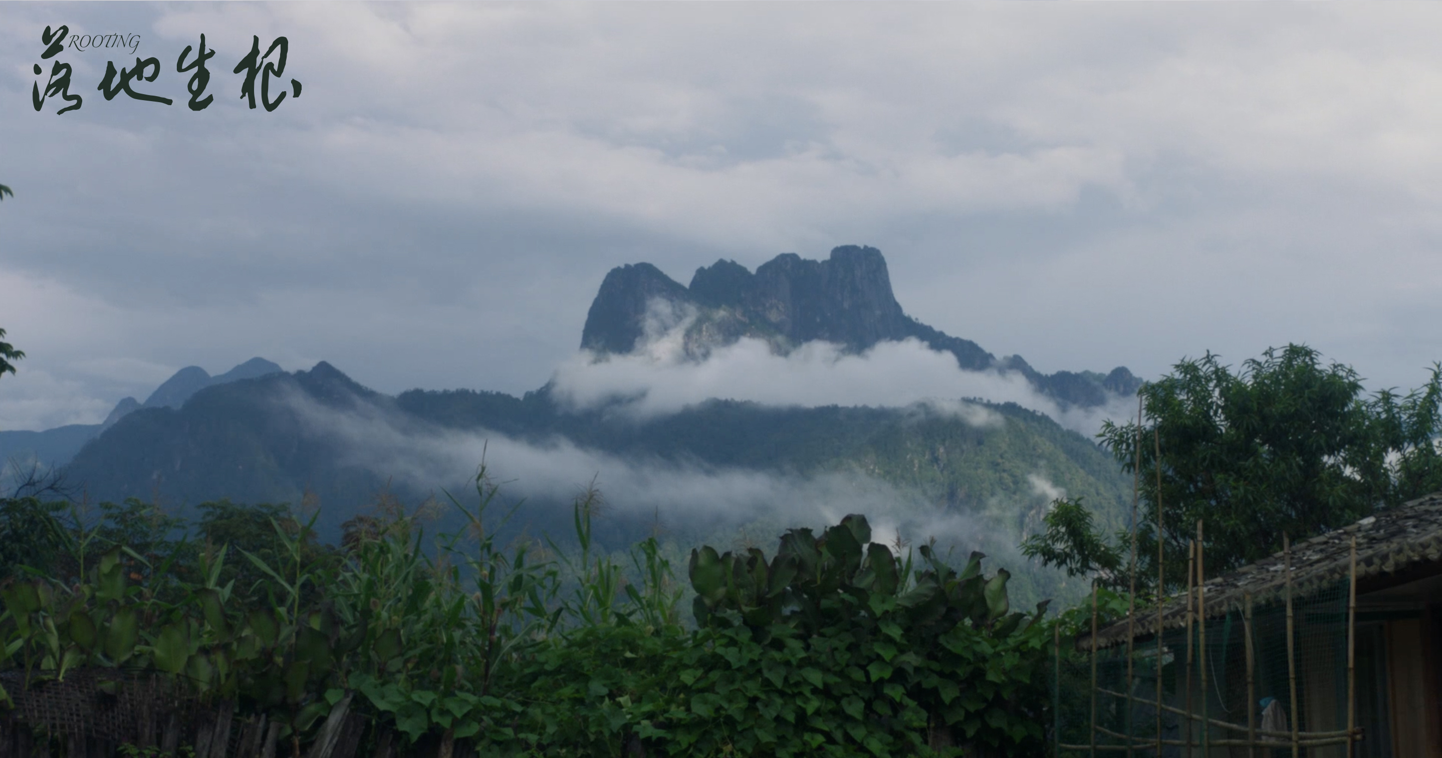 落地生根剧照的剧照
