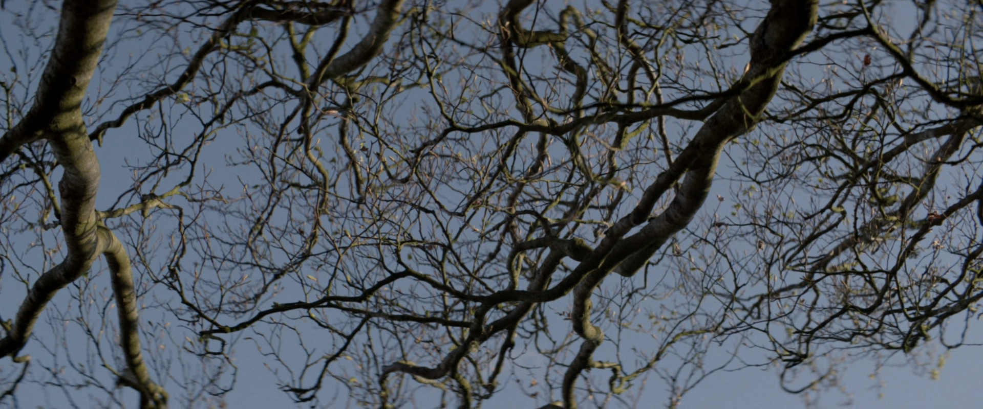 艾米莉剧照的剧照